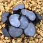 Haworthia Shinkirou Bonsai Black Succulent Plants 10 Seeds