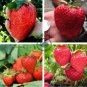 Rare Heirloom Organic Oblate Red Big Sweet Strawberry 80 Seeds