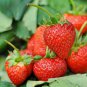 Rare Heirloom Organic Oblate Red Big Sweet Strawberry 80 Seeds