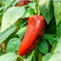 Heirloom Giant Marconi Pepper Organic 200 Seeds