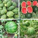 Extremely Early Maturity Green Skin Red Inside Small Gift Watermelon 16 Seeds