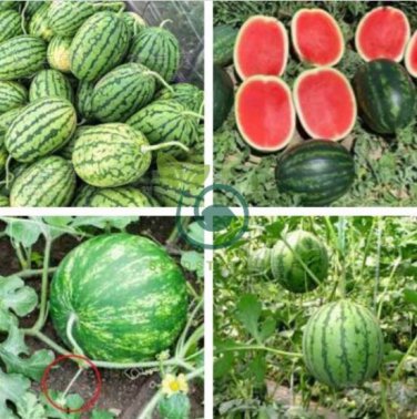 Extremely Early Maturity Green Skin Red Inside Small Gift Watermelon 16 Seeds