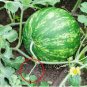 Extremely Early Maturity Green Skin Red Inside Small Gift Watermelon 16 Seeds
