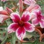 'Zhu Erdu' Pink Dark Red Adenium Desert Rose 4 Seeds