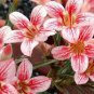 'Zhu Erdu' Pink Dark Red Adenium Desert Rose 4 Seeds