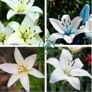 Garland Lilium Brownii Lily Flower 200 Seeds