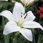 Garland Lilium Brownii Lily Flower 200 Seeds