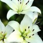 Garland Lilium Brownii Lily Flower 200 Seeds
