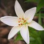 Garland Lilium Brownii Lily Flower 200 Seeds