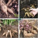 Annual Yacon Vegetable 200 Seeds