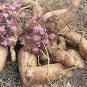 Annual Yacon Vegetable 200 Seeds