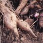 Annual Yacon Vegetable 200 Seeds
