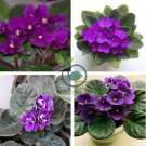 African Violet 400 Seeds