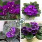 African Violet 400 Seeds