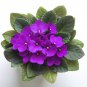 African Violet 400 Seeds