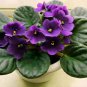African Violet 400 Seeds