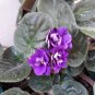 African Violet 400 Seeds
