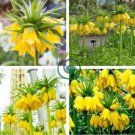 Yellow Imperial Crown bonsais Fritillaria imperialis Lutea Flowers 40 Seeds