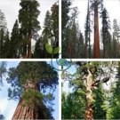 Sequoiadendron giganteum 200 Seeds