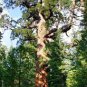 Sequoiadendron giganteum 200 Seeds