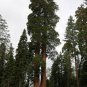 Sequoiadendron giganteum 200 Seeds