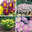 Evening Primrose 4 Colors Available 200 Seeds