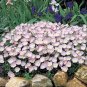 Evening Primrose 4 Colors Available 200 Seeds