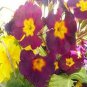 Evening Primrose 4 Colors Available 200 Seeds