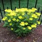 Evening Primrose 4 Colors Available 200 Seeds