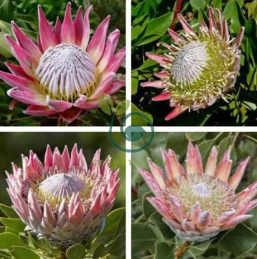 Protea Cynaroides 400 Seeds