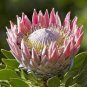 Protea Cynaroides 400 Seeds