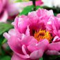 Chinese Rose Tree 20 Seeds
