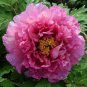 Chinese Rose Tree 20 Seeds