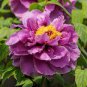 Chinese Rose Tree 20 Seeds