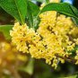 Osmanthus Fragrans 40 Seeds
