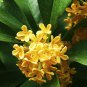 Osmanthus Fragrans 40 Seeds