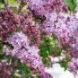 Japanese Lilac Flowers 200 Seeds