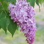 Japanese Lilac Flowers 200 Seeds
