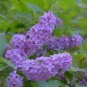 Japanese Lilac Flowers 200 Seeds
