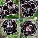Dianthus Caryophyllus 200 Seeds
