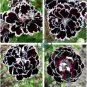 Dianthus Caryophyllus 200 Seeds