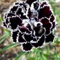 Dianthus Caryophyllus 200 Seeds