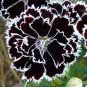 Dianthus Caryophyllus 200 Seeds
