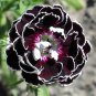 Dianthus Caryophyllus 200 Seeds