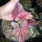 Thailand Caladium 100 Seeds