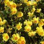 Mixed Color Moss-Rose Purslane Double Flower 100 Seeds