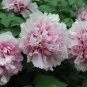 'Paeonia suffruticosa Andr' Tree Peony 20 Seeds