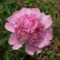 'Paeonia suffruticosa Andr' Tree Peony 20 Seeds