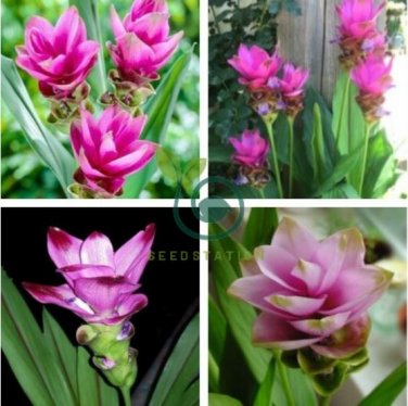 Pink Curcuma Bonsia Flower 400 Seeds