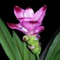 Pink Curcuma Bonsia Flower 400 Seeds